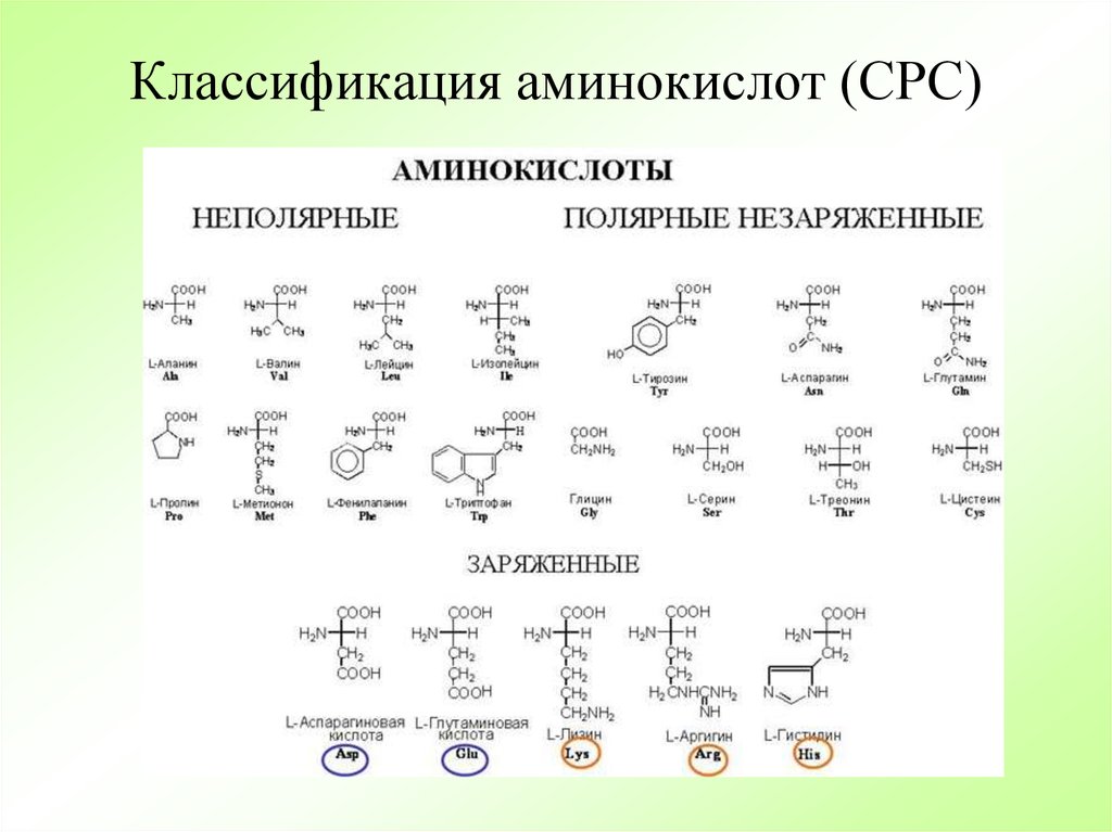 Виды аминокислот. Неполярные незаряженные аминокислоты. Классификация аминокислот биохимия таблица. Классификация аминокислот по полярности. Аминокислоты классификация СРС.