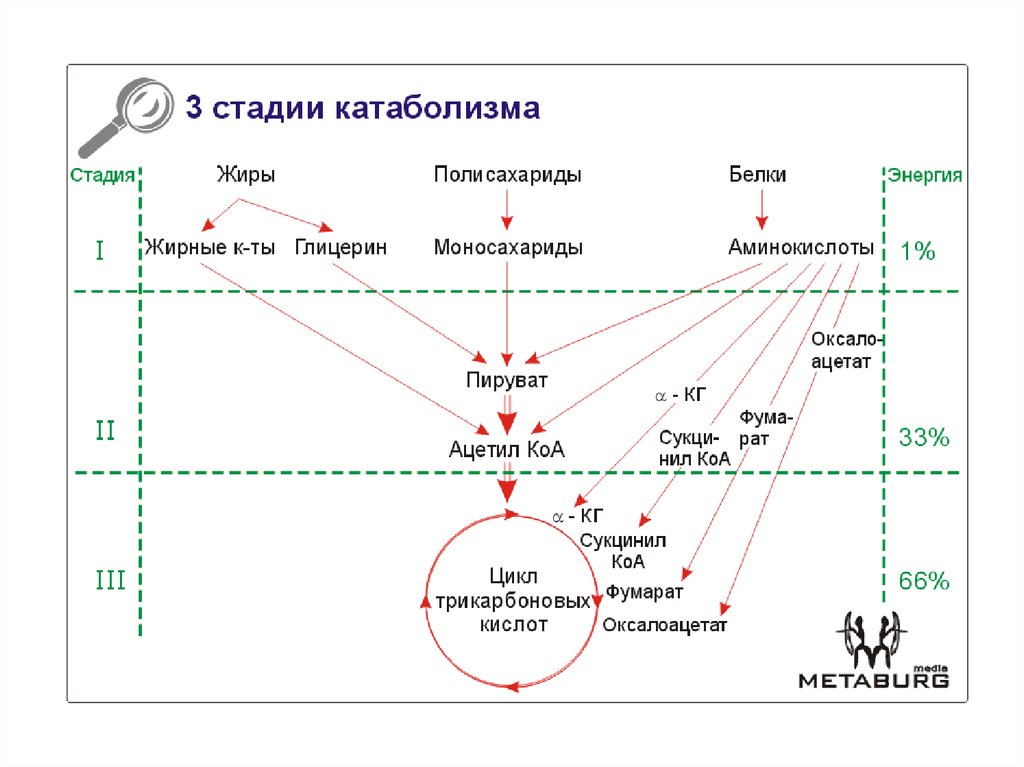 Процесс окисления углерода соответствует схема