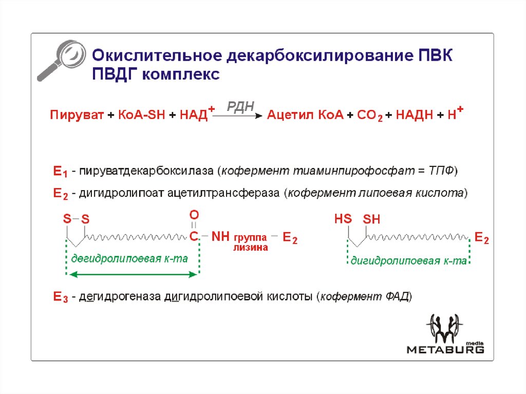 Окислительное декарбоксилирование реакции. Окислительное декарбоксилирование ПВК. Реакция декарбоксилирования пирувата. Пируватдекарбоксилаза кофермент. Механизм окислительного декарбоксилирования ПВК.