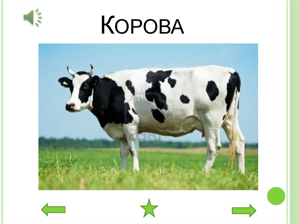 Корова