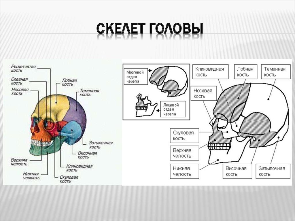 Лицевой скелет черепа. Скелет головы кости мозгового черепа. Кости мозгового отдела черепа анатомия. Кости мозгового черепа анатомия таблица. Таблица кости черепа лобная кость.