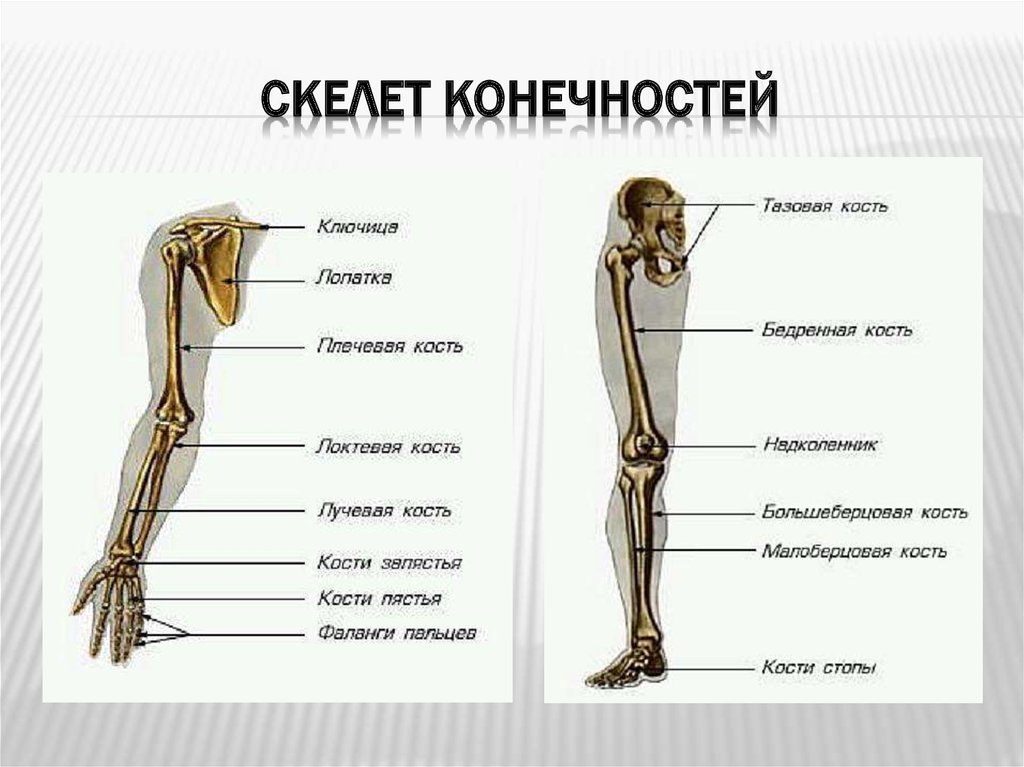 Картинки нижние конечности