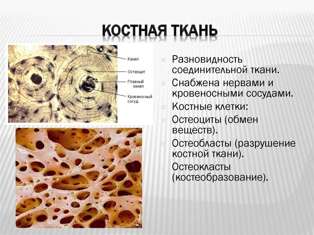 Функции клетки кости