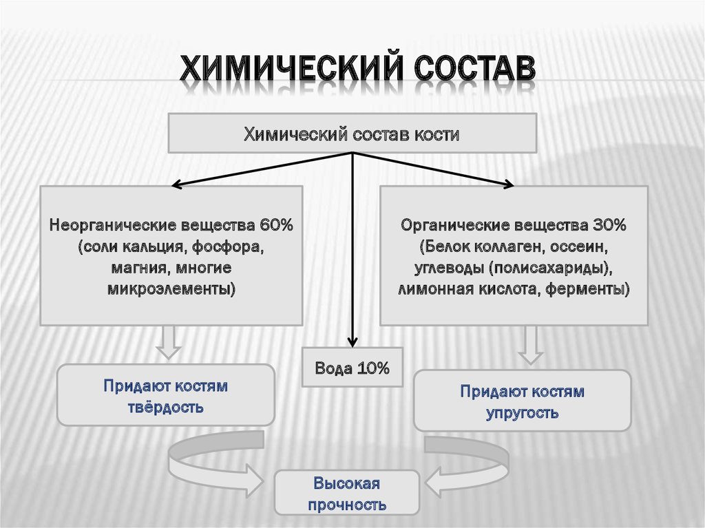 Неорганические вещества придают кости твердость