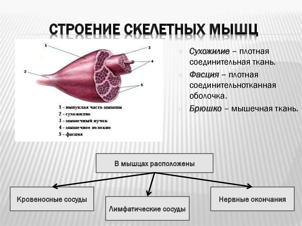 Сухожилия образованы из ткани