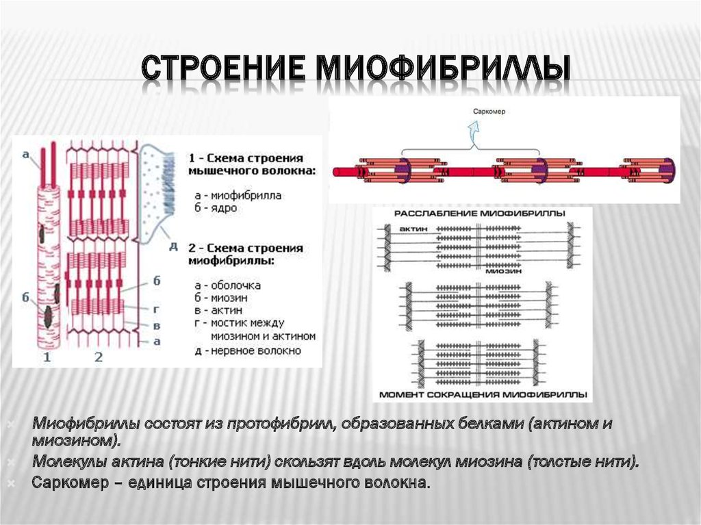 Последовательность мышечных элементов. Структуры миофибриллы схема. Схема саркомера миофибриллы мышечного волокна. Структура миофибриллы саркомер. Структура мышечного волокна и миофибриллы.