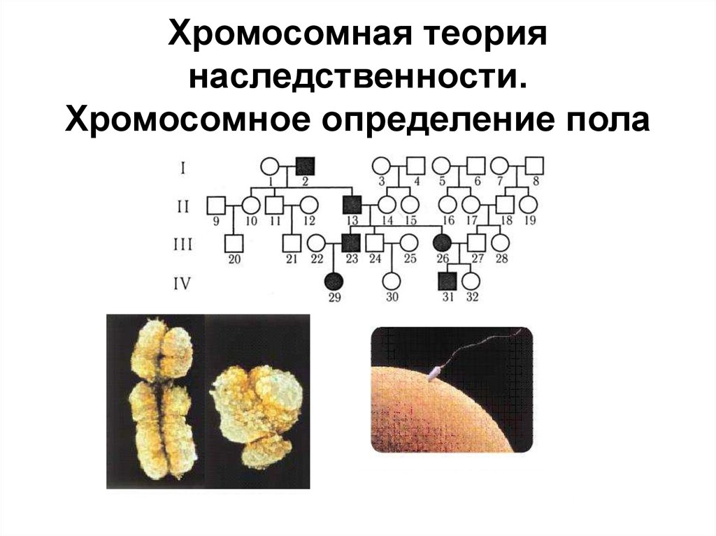 Хромосомная теория презентация