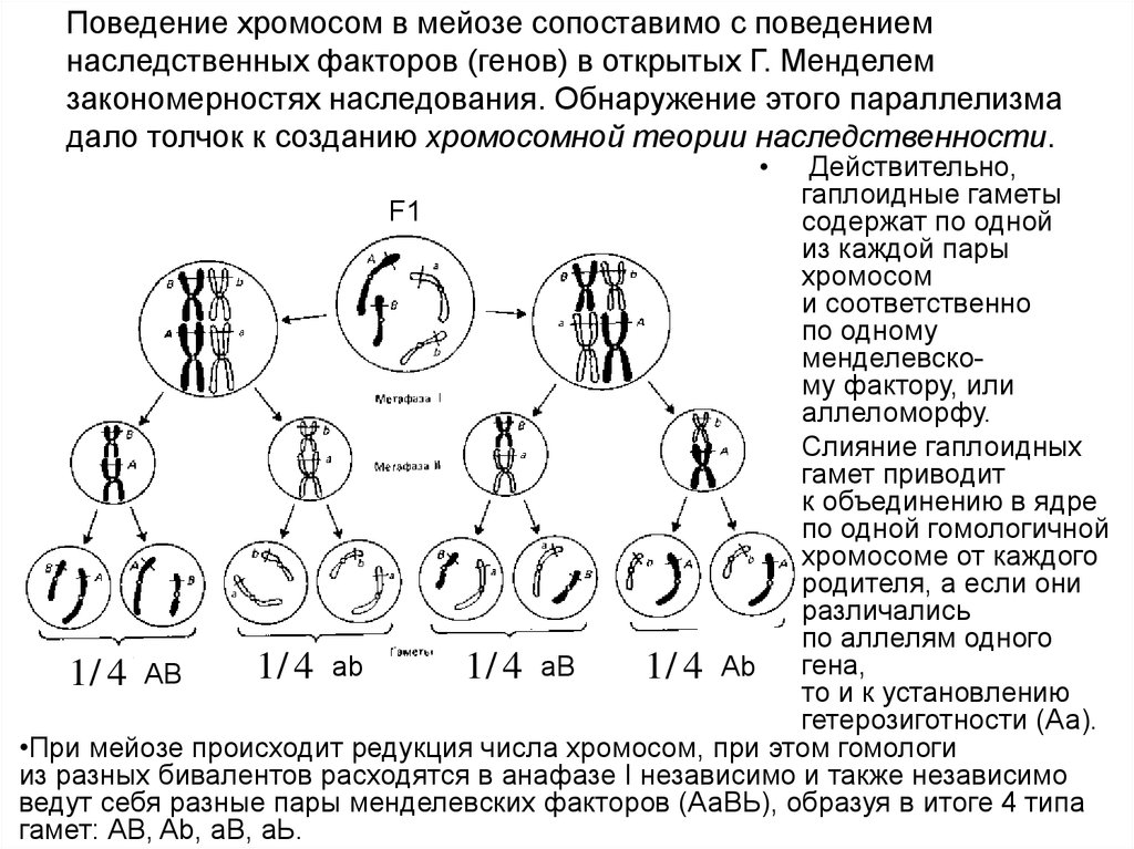 Каким номером на рисунке обозначена фаза мейоза нарушение механизмов которой может