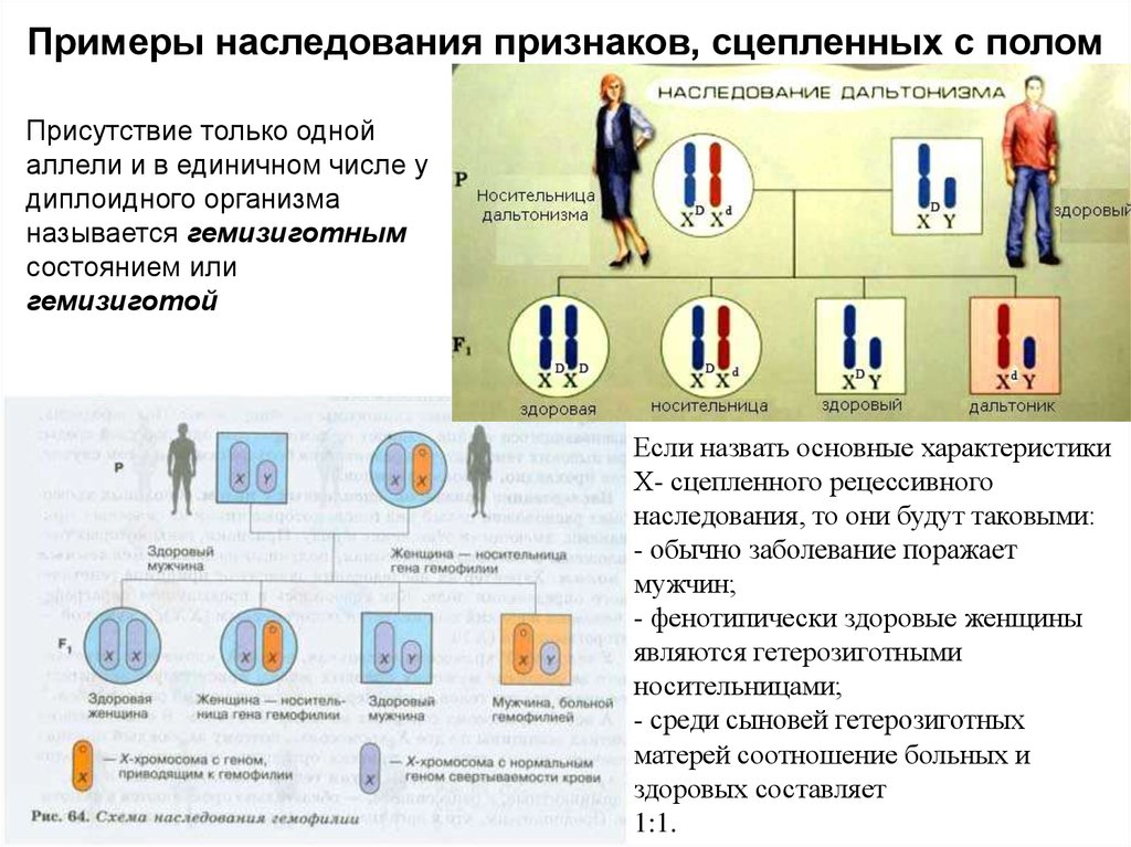 Сцепленное с полом. Наследование признаков сцепленных с полом таблица. Генетика пола сцепленное наследование кратко. Генетическое определение пола сцепленное наследование. Наследование признаков сцепленных с полом у человека таблица.