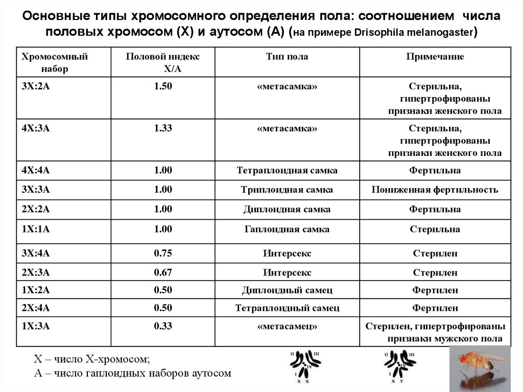 Число полов. Типы соотношения половых хромосом у разных организмов. Основные типы хромосомного определения пола у животных. Половые типы дрозофил согласно балансовой теории определения пола. Типы хромосомного определения пола таблица.