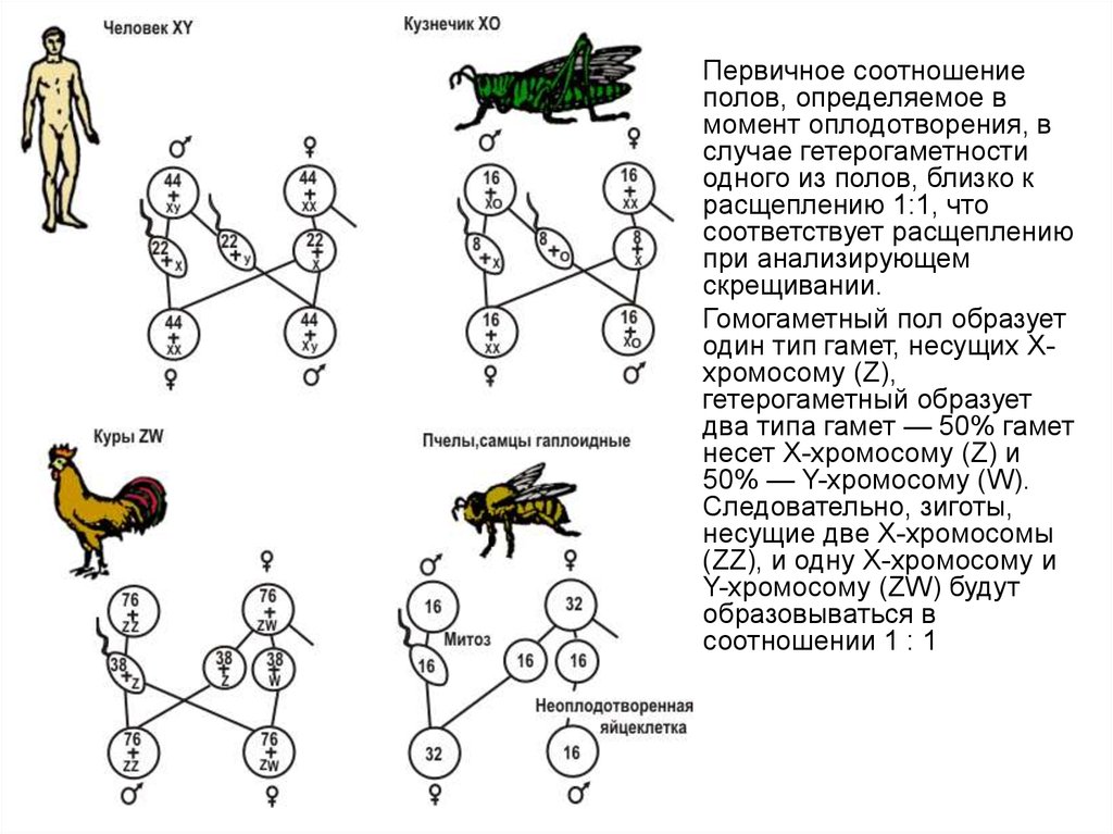 Генетика пола схема