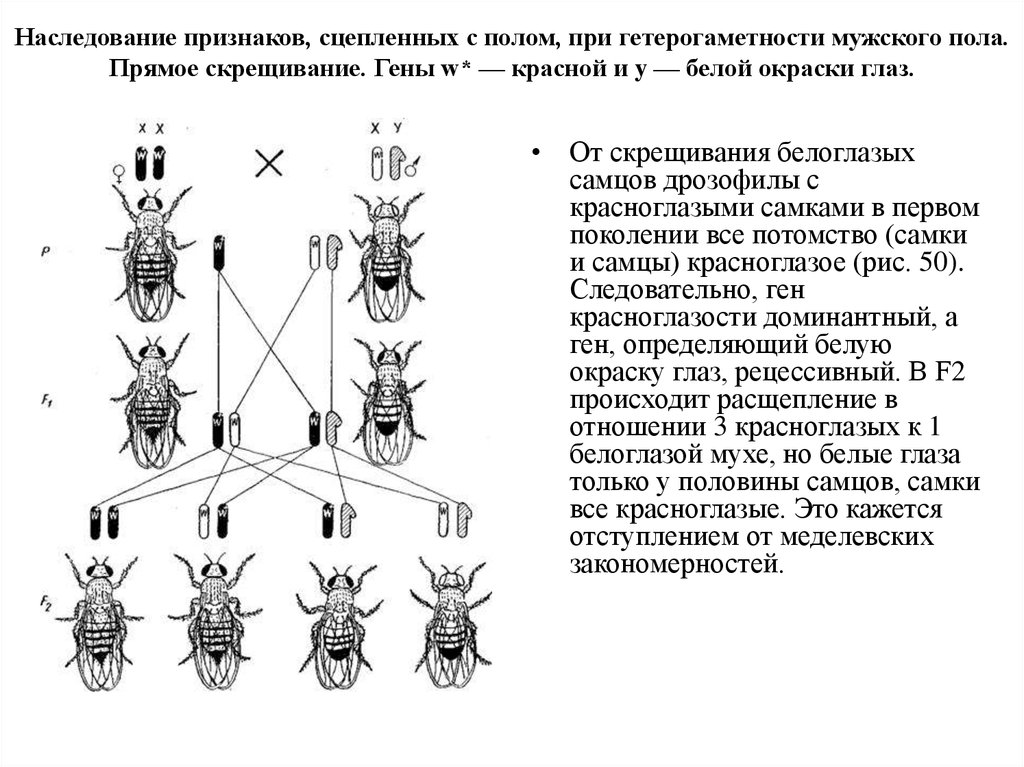 У дрозофилы красный. Схема сцепленного с полом наследования у дрозофилы. Наследование признаков у дрозофилы. Наследование пола у дрозофил. Наследование сцепленное\с полом у мушки дрозофилы.