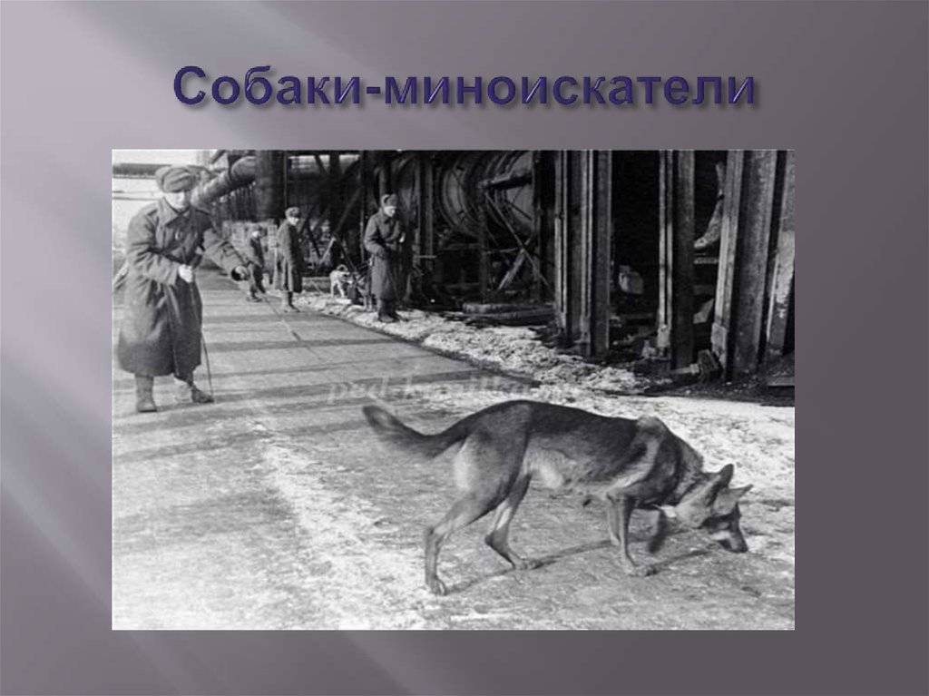 Собаки-миноискатели