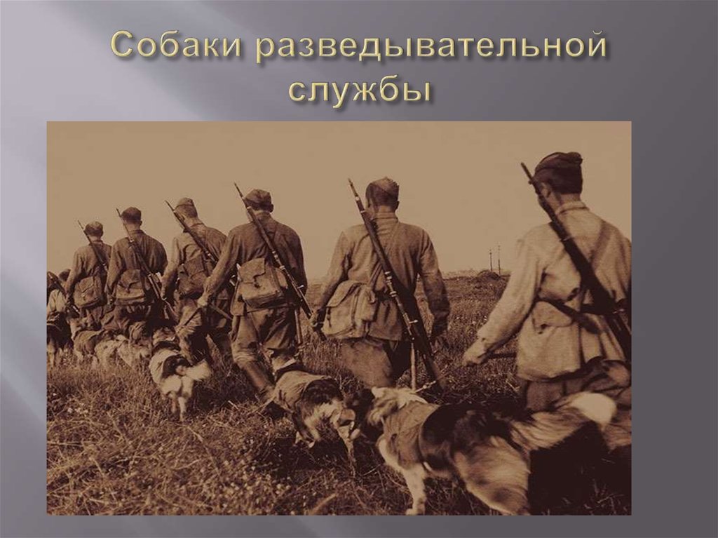 Собаки разведывательной службы