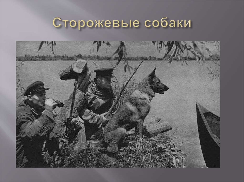 Сторожевые собаки