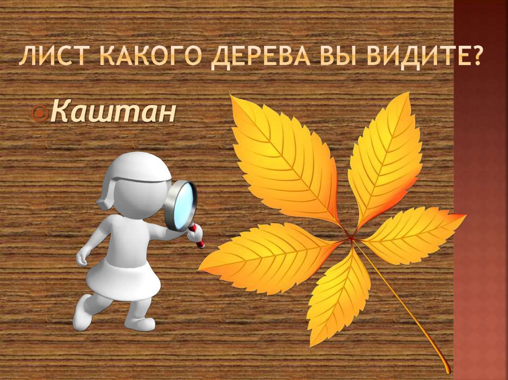 Лист какого дерева вы видите?