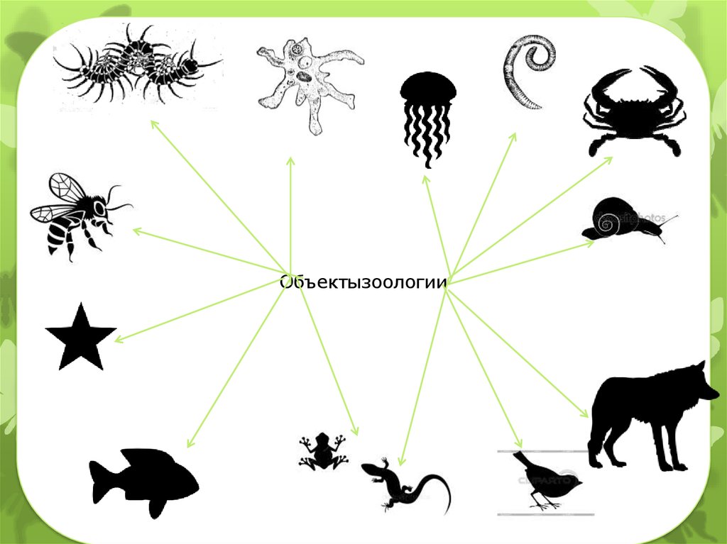 Зоология картинки для презентации