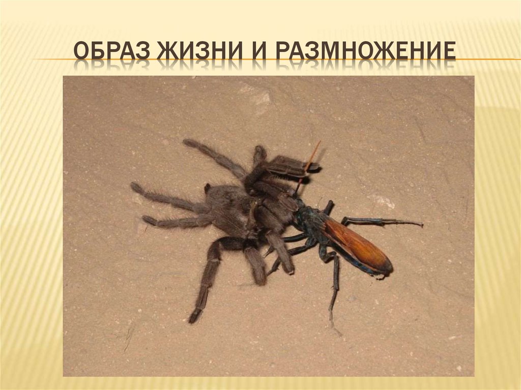 Образ жизни и Размножение