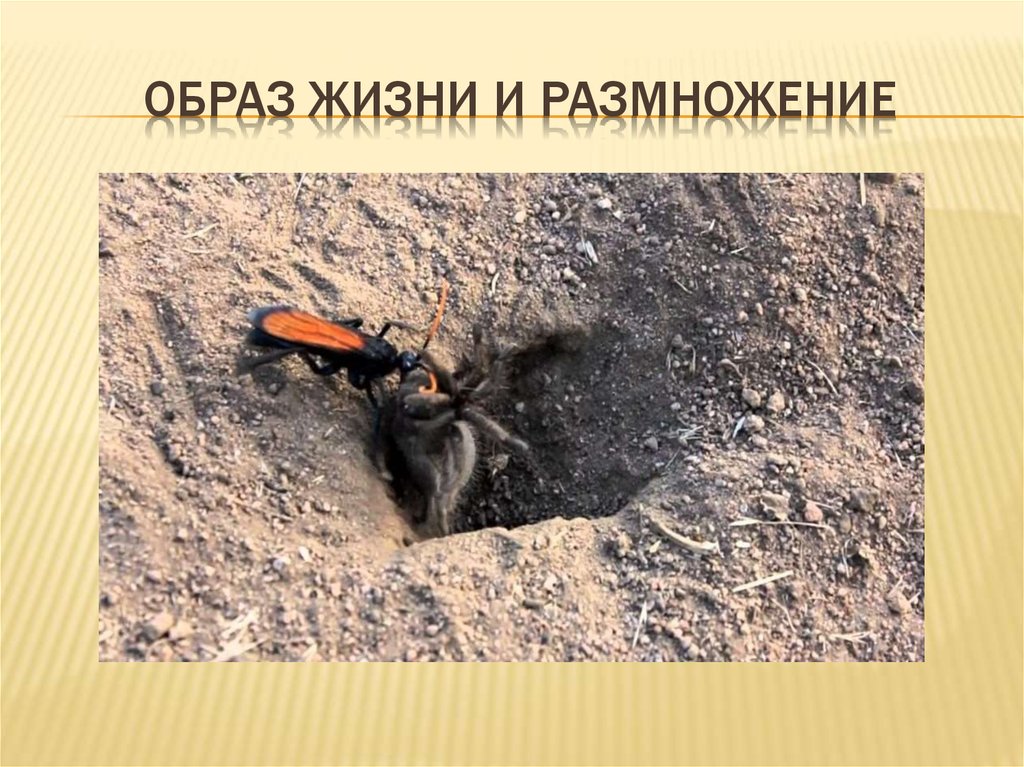 Образ жизни и размножение