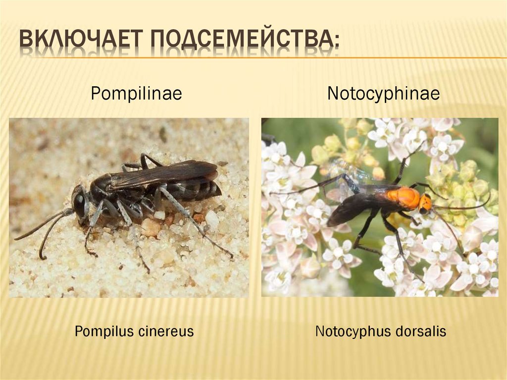 Включает подсемейства: