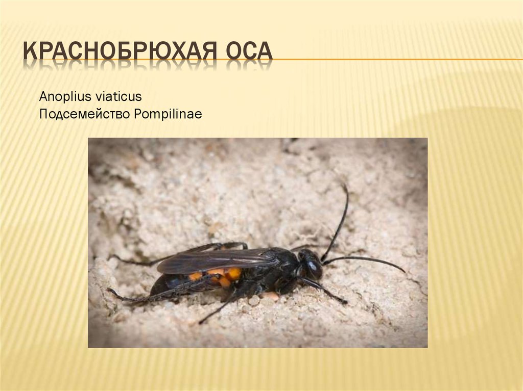 Краснобрюхая оса