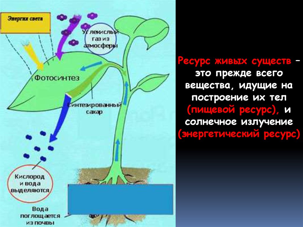Растения на свету поглощают кислород или нет. Схема фотосинтеза у растений. Схема фотосинтеза у растений биология. Схема процесса фотосинтеза 6 класс биология. Фотосинтез рисунок.