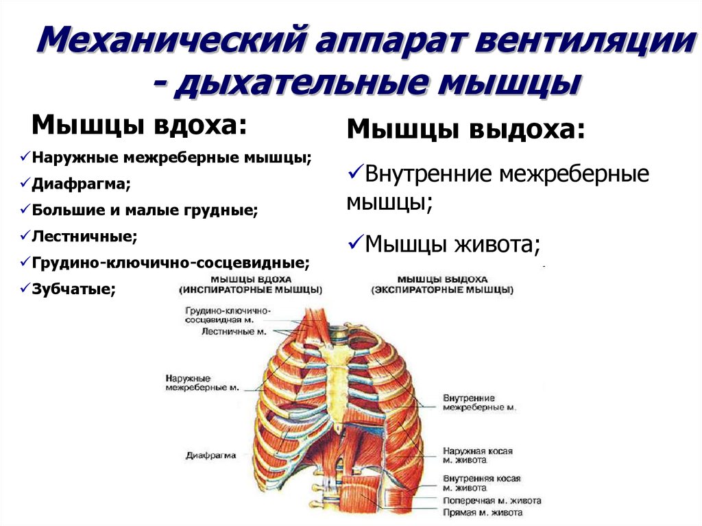 Межреберные мышцы и диафрагма