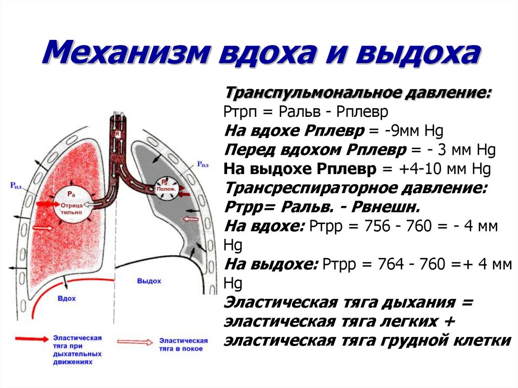 Процессы протекающие во время дыхательного движения