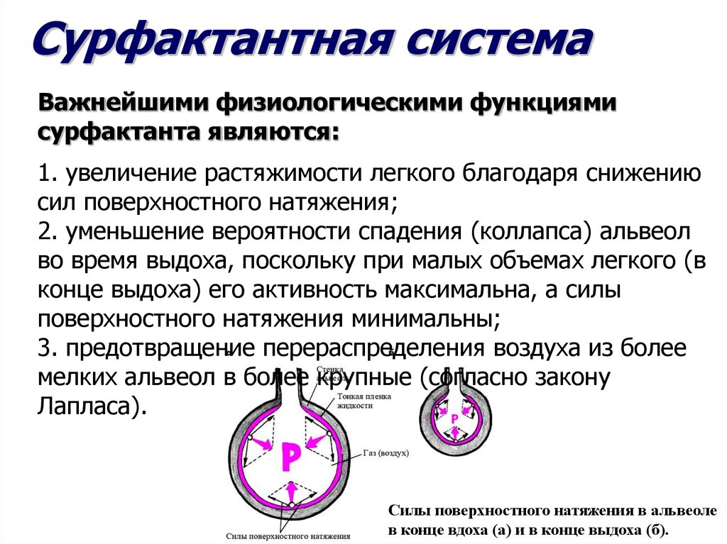 Соотношение вентиляции и перфузии в легких