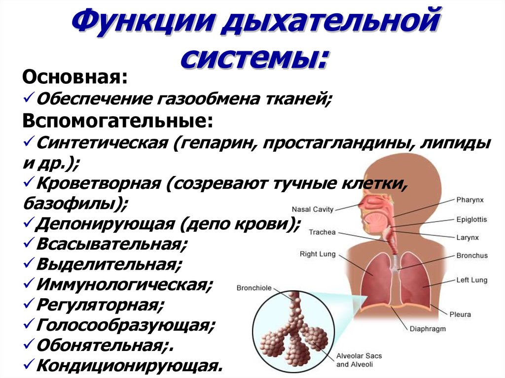 Защитная функция органов дыхания