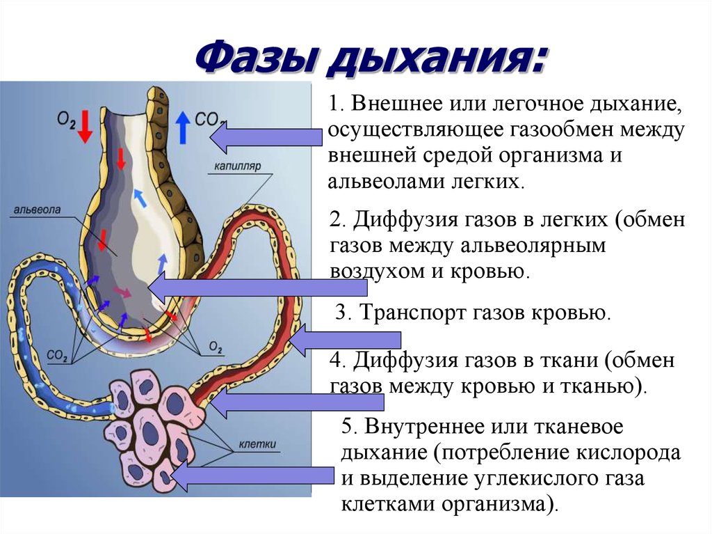 Органы дыхания газообмена