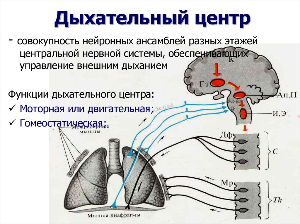 Центр дыхания и сердечно сосудистой деятельности. Структура и функции дыхательного центра. Схему взаимосвязи отделов дыхательного центра.. Структура дыхательного центра физиология. Нервный центр регуляции выдоха.