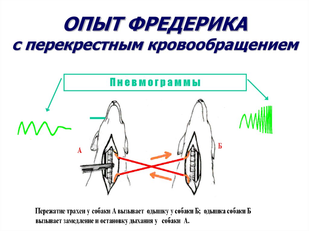 Рефлекторная активация центра вдоха схема