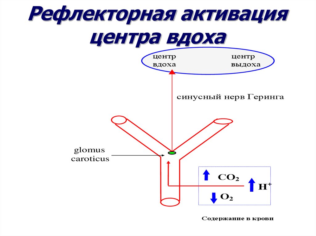 Рефлекторная активация центра вдоха схема