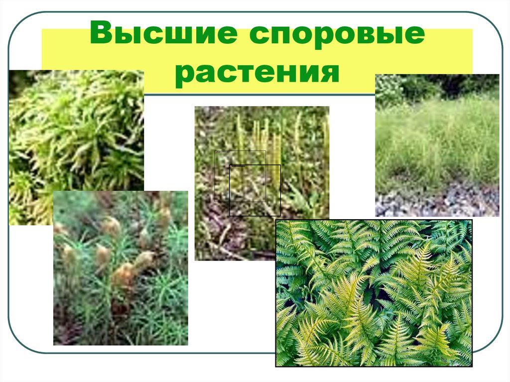 К высшим споровым относятся. Высшие споровые растения. Споровые Таксон. Нисшие поровые растение. Высшее спировые растения.