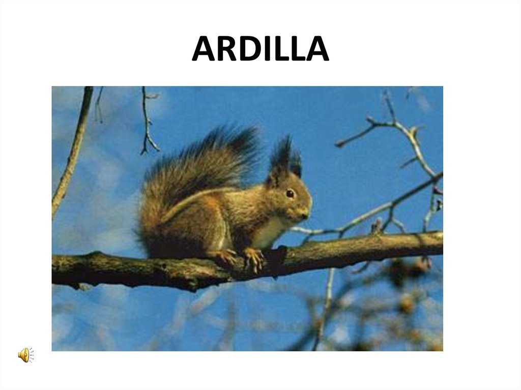 ARDILLA