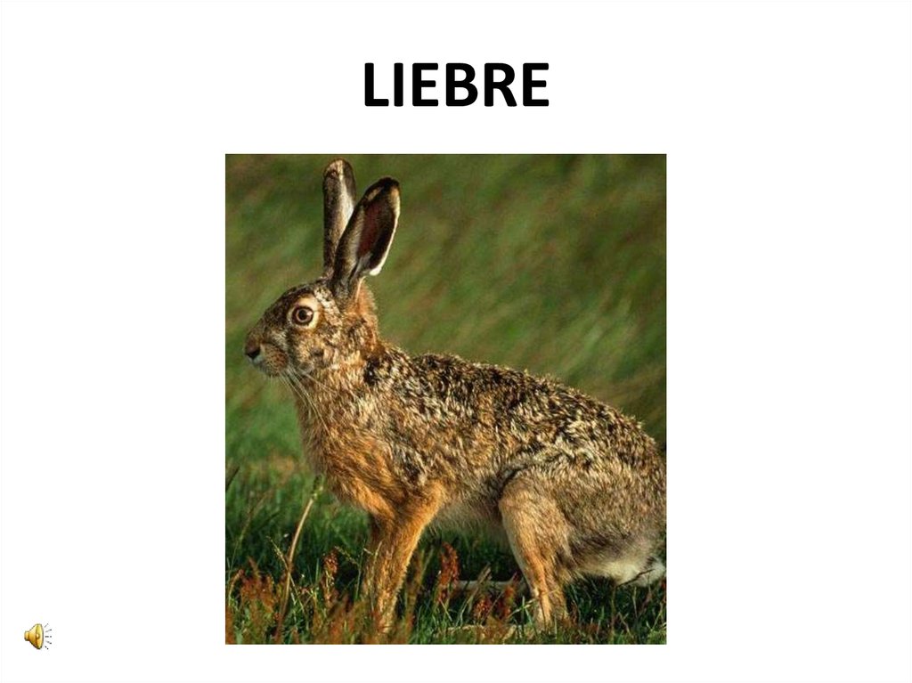 LIEBRE