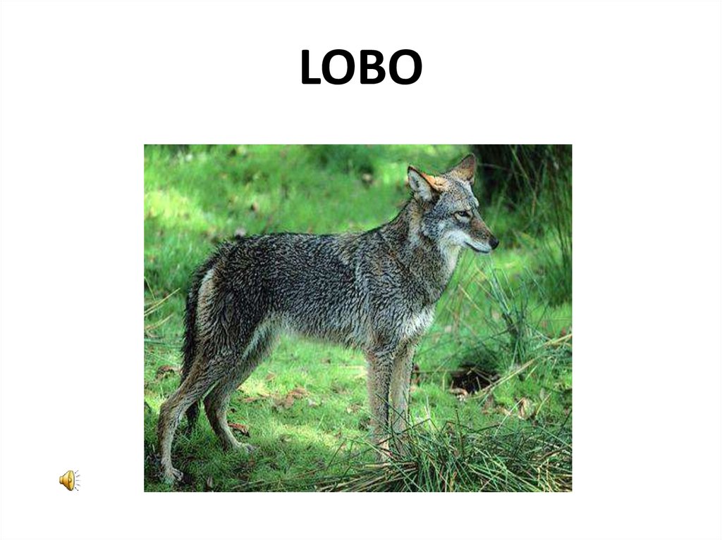 LOBO