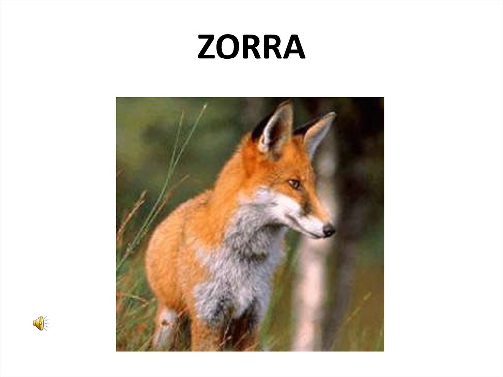 ZORRA