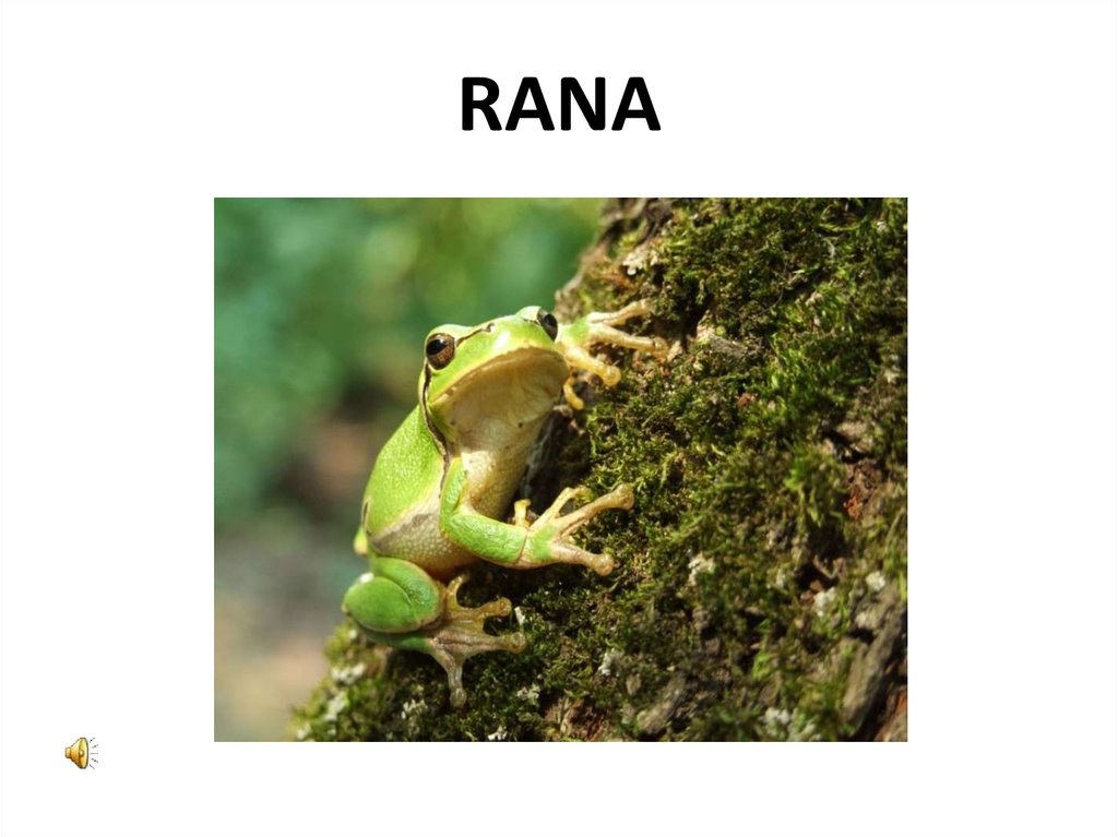 RANA