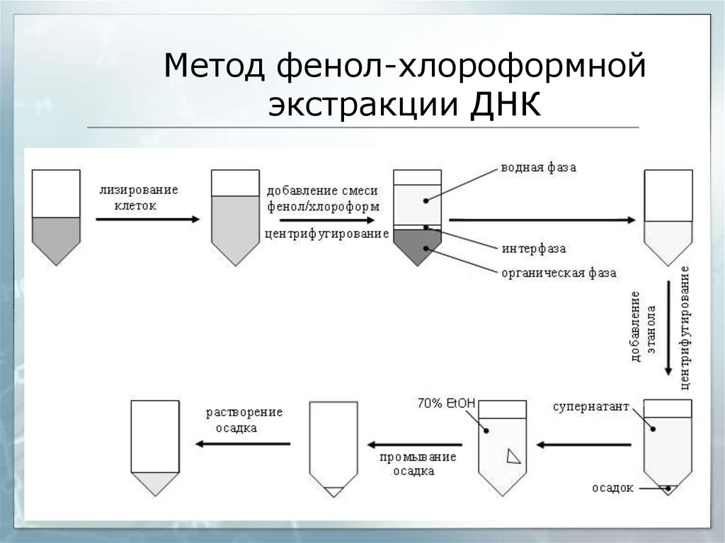 Метод днк. Выделение РНК фенол-хлороформной экстракцией. Метод фенол-хлороформной экстракции. Выделение ДНК фенол хлороформной экстракции. Фенол-хлороформный метод выделения ДНК.