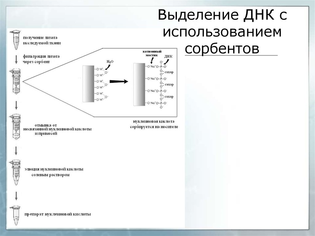 Процесс выделения днк. Выделение ДНК методом сорбции. Методы выделения и очистки ДНК. Выделение ДНК С помощью магнитных частиц. Сорбентный метод выделения ДНК.