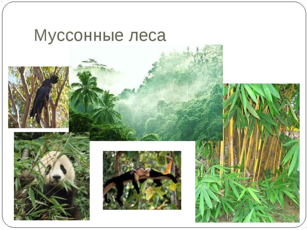 Муссонные леса животный мир. Природные зоны Евразии муссонные леса. Растения муссонных лесов дальнего Востока. Фауна муссонных лесов в Евразии. Растения переменно влажных муссонных лесов.