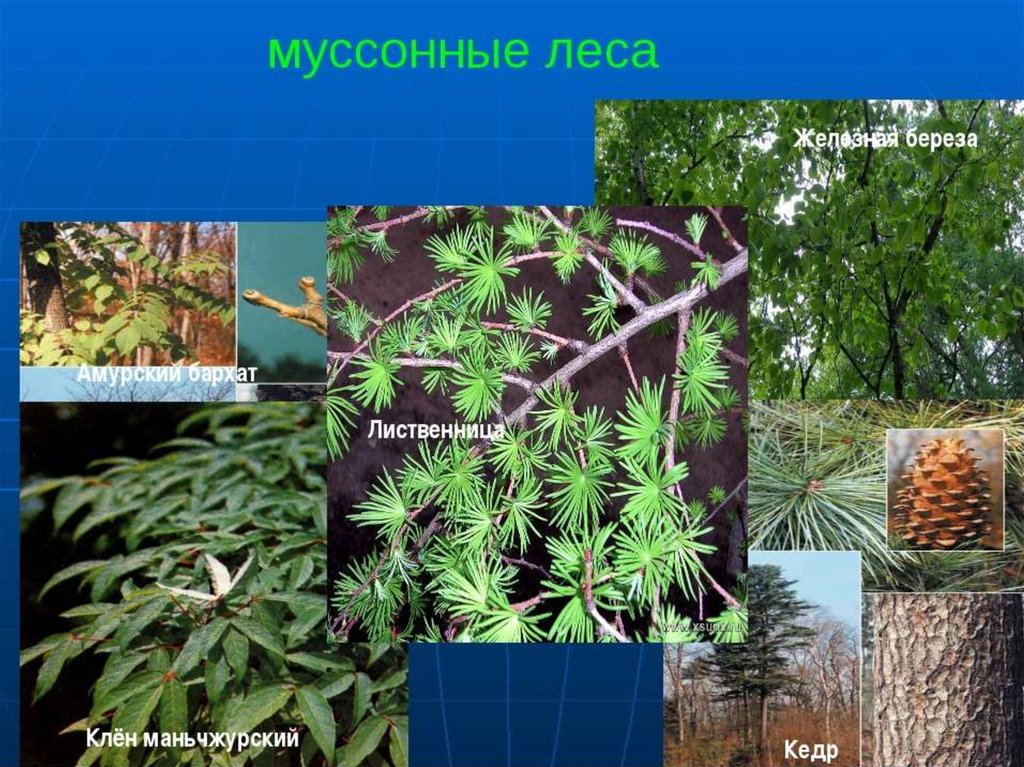 Какие растения есть в евразии. Муссонные смешанные леса растения. Муссонные смешанные леса растения в России. Муссонные леса дальнего Востока. Растения в муссонных лесах.