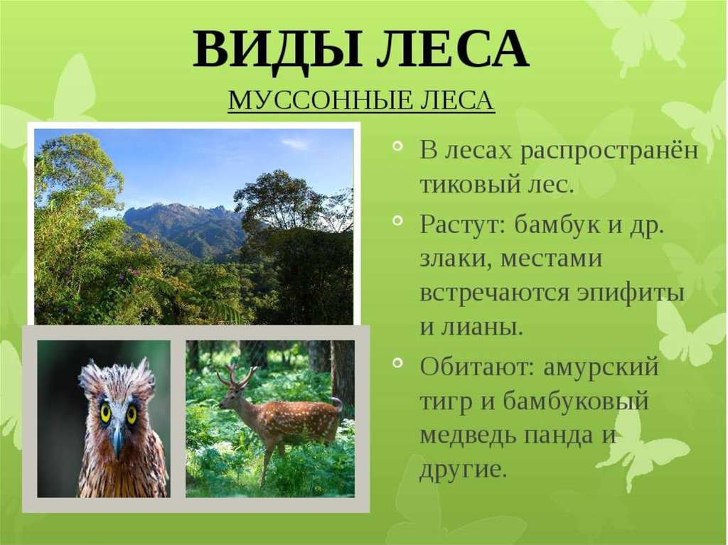 Муссонные леса животный мир. Муссонные смешанные леса растительность. Климат муссонных лесов в Евразии.