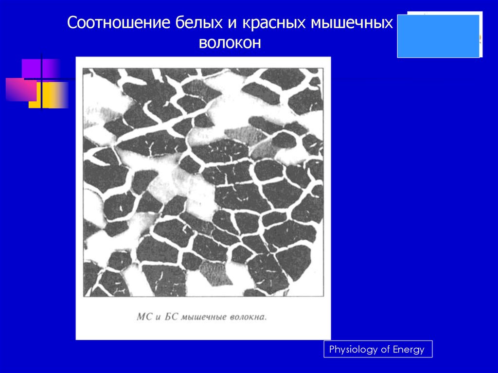 Белые мышцы. Соотношение красных и белых мышечных волокон это. Восстановление белых мышечных волокон. Белые и красные волокна. Соотношение мышечных волокон в мышцах.