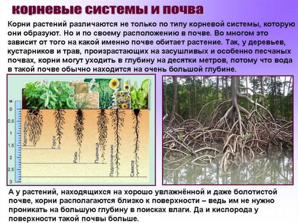 Корневые корни у каких растений. Корни растений. Корни различных растений. Самый длинный корень у растения. Растения и их корневая система.