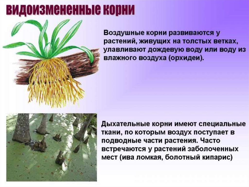 Растения имеющие видоизмененные корни. Ходульные корни видоизменения.