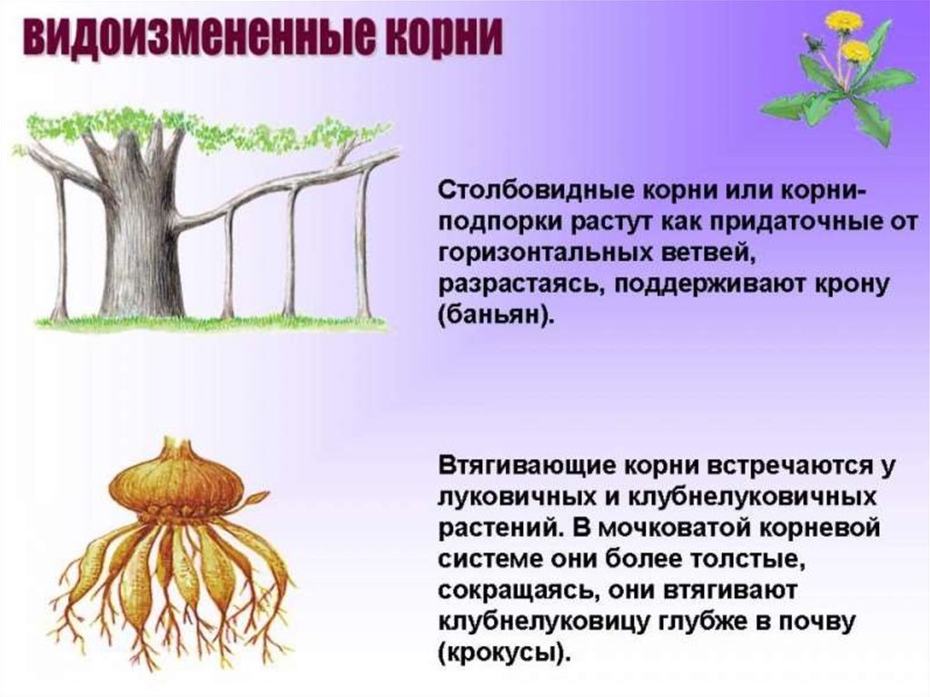 Растения имеющие видоизмененные корни. Видоизменённые корни растений.