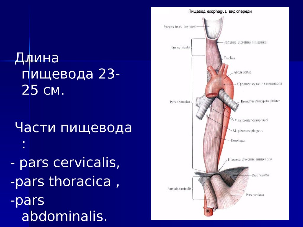 Сосуды пищевода. Пищевод анатомия Неттер. Кровоснабжение пищевода анатомия. Артерии пищевода анатомия. Esophagus Anatomy pars cervicalis.